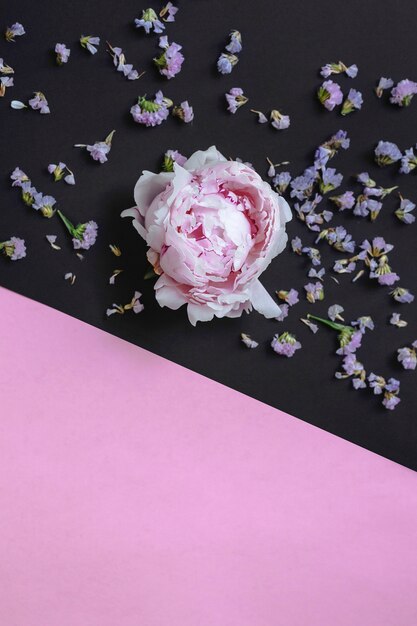 Overhead view of peony on pink and black background