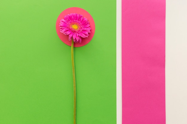 Overhead view of pink gerbera flower over multicolored papers