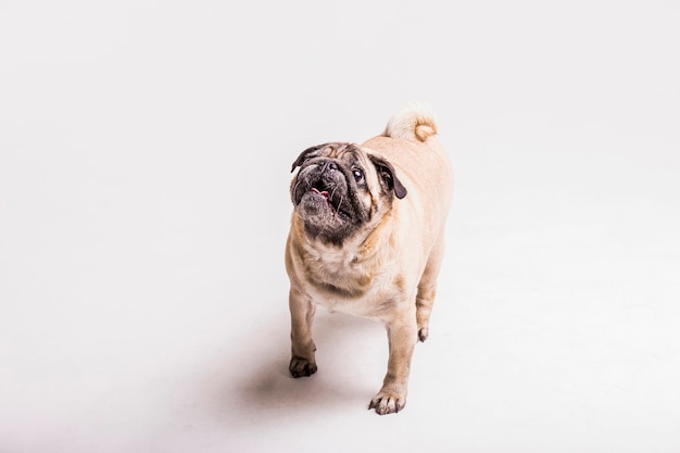 Free Photo overhead view of pug dog looking up