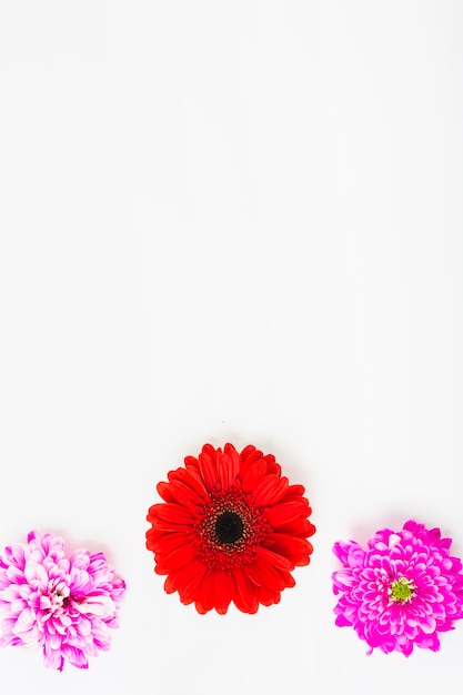 Overhead view of red gerbera with two pink chrysanthemum on white background