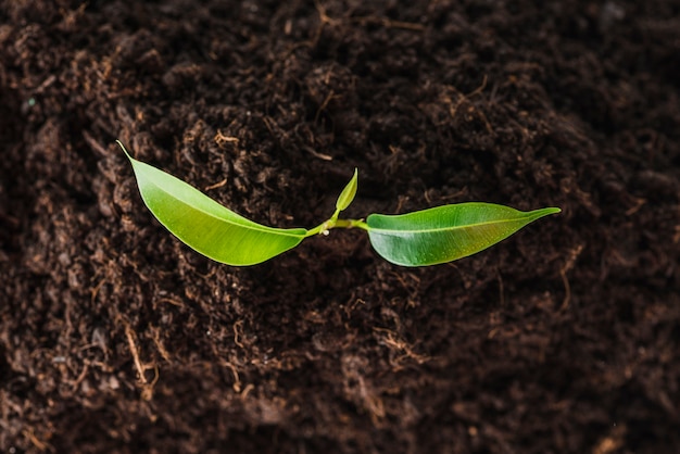 An overhead view of seedling growing in the soil