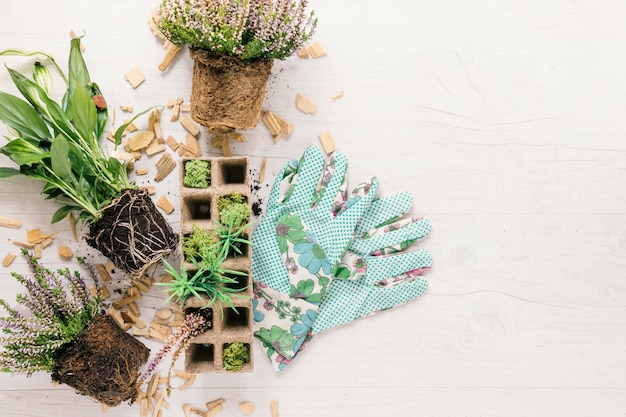 Free Photo overhead view of soil; plant and peat tray with gardening glove on white wooden surface