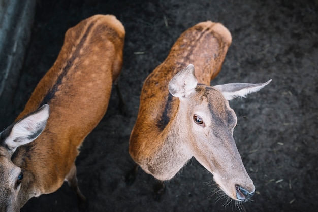 Free photo an overhead view of two deer in the zoo