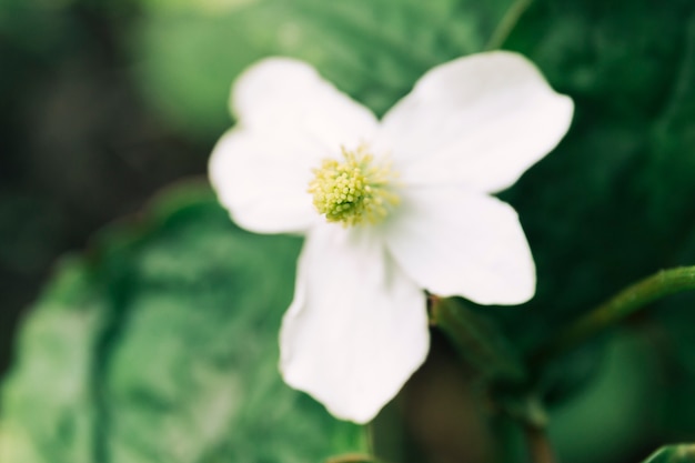 Overhead view of a white flower