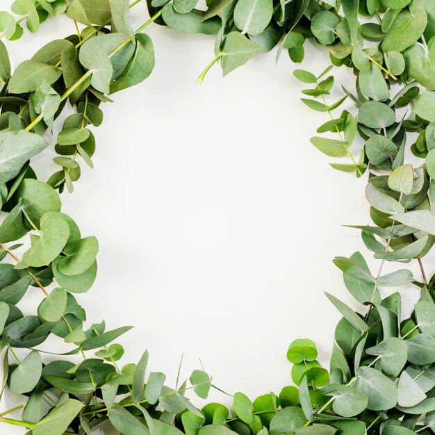 Overhead view of white frame made with green leaves