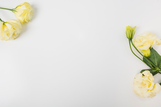 Overhead view of yellow flowers on white background