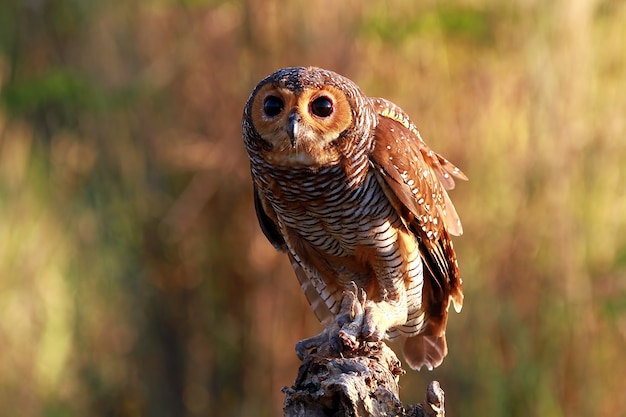 Free Photo owl on branch