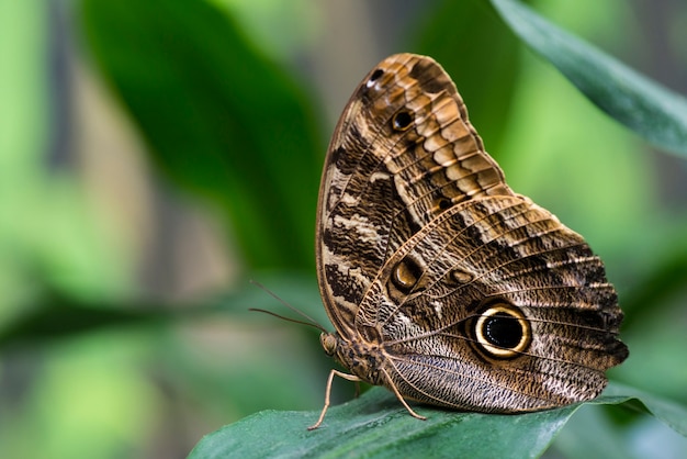 Owl butterfly with blurry background