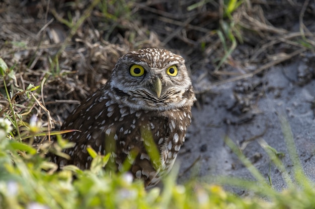 Free photo owl in the forest