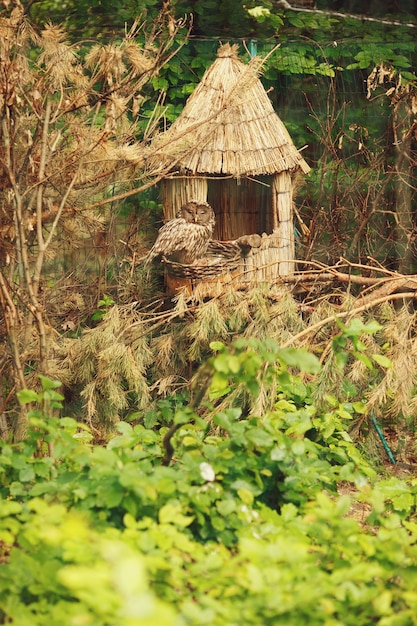 Free Photo owl sits on a little hay house in the wood