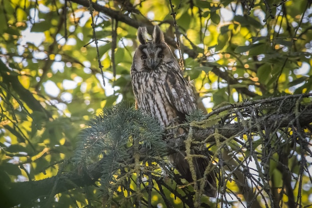 Free photo owl sitting on branch and looking at camera