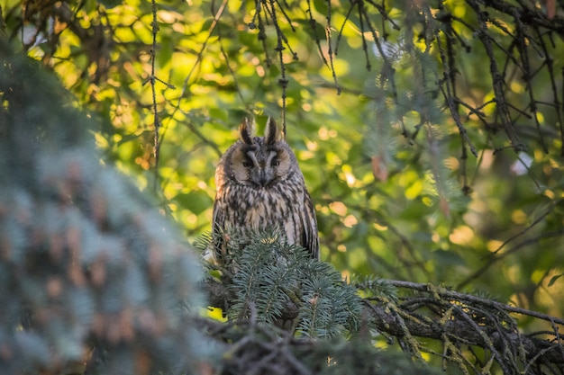 Owl sitting on branch and looking at camera