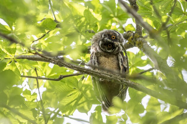 Owl sitting on branch and looking at camera