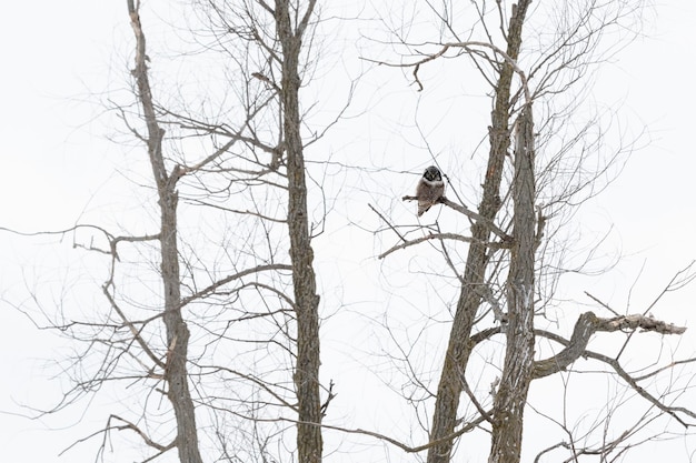 Owl sitting on a branch in winter during daytime