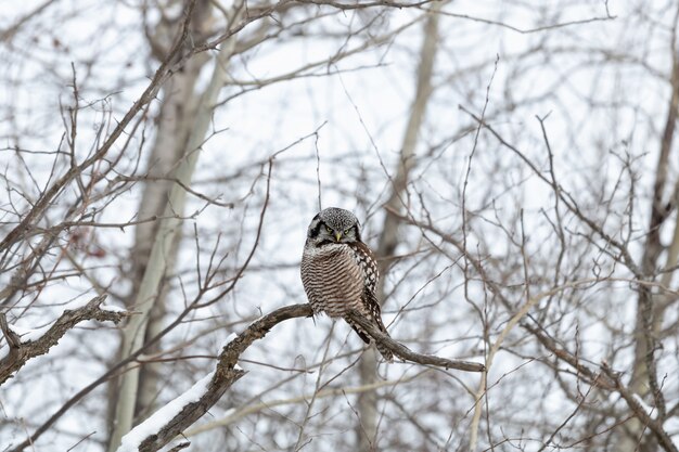 Owl sitting on a branch in winter during daytime