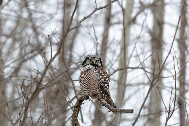 Owl sitting on a branch in winter during daytime