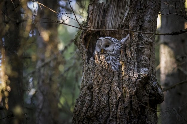 Free Photo owl sitting inside tree trunk