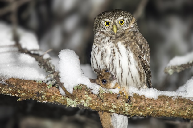 Free Photo owl sitting on snow-covered branch