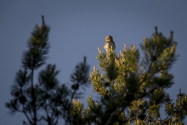 Free Photo owl sitting on top of pine tree