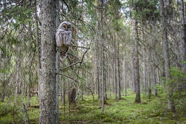 Owl sitting on tree branch in forest