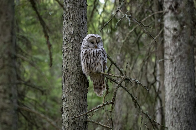 Owl sitting on tree branch in forest