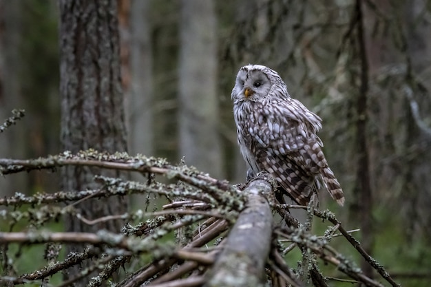 Free Photo owl sitting on tree branch in forest