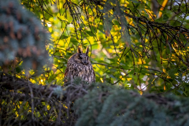 Free Photo owl sitting on tree branch between leaves