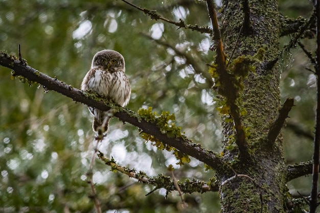 Free photo owl sitting on tree branch and looking at camera