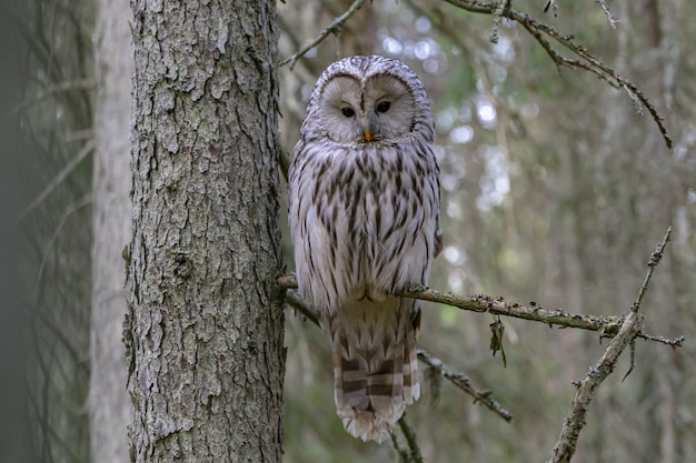 Free photo owl sitting on tree branch and looking at camera