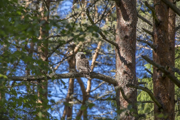 Free photo owl sitting on tree branch and looking at camera