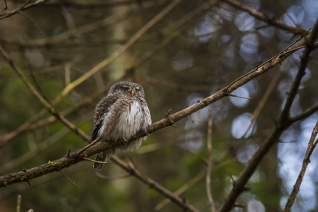 Free Photo owl sitting on tree branch