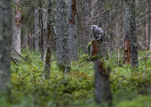 Owl sitting on tree trunk in forest