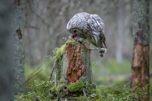 Owl sitting on tree trunk in forest