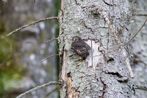 Free Photo owl sitting on tree trunk and looking at camera