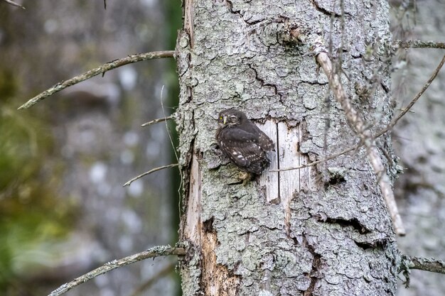 Owl sitting on tree trunk and looking at camera