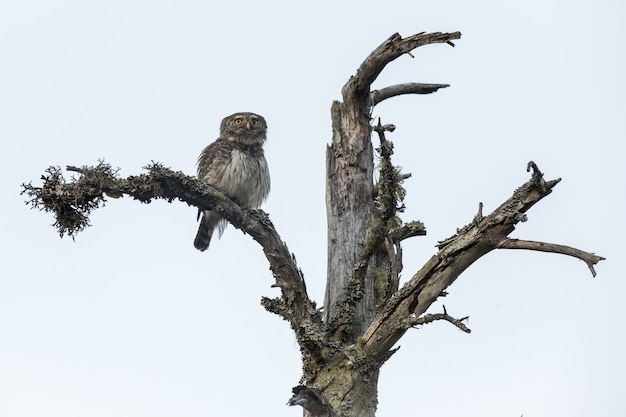 Owl sitting on tree trunk and looking at camera