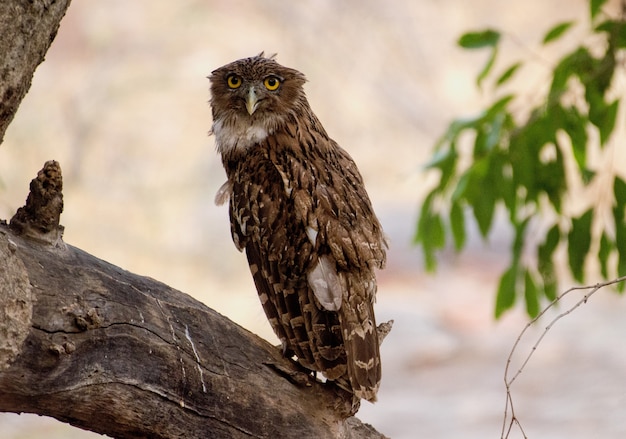 Free photo owl standing on a tree