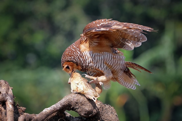 Owls catch prey for small chickens animal closeup Owls in hunt