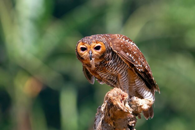 Owls catch prey for small chickens animal closeup Owls in hunt