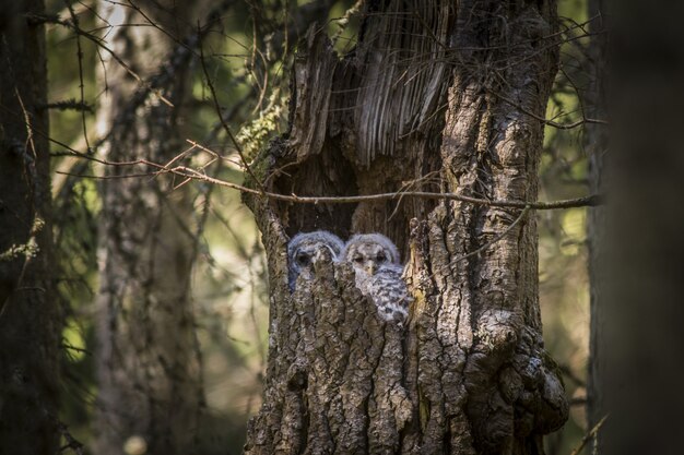 Owls sitting inside tree trunk