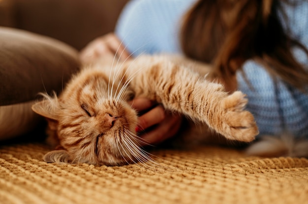 Free photo owner petting adorable cat