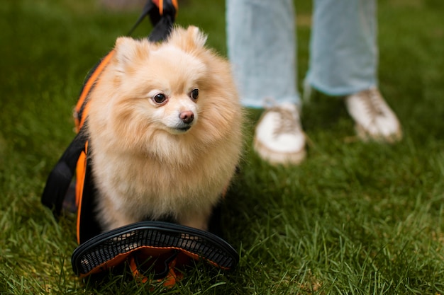 Owner with cute dog outdoors front view