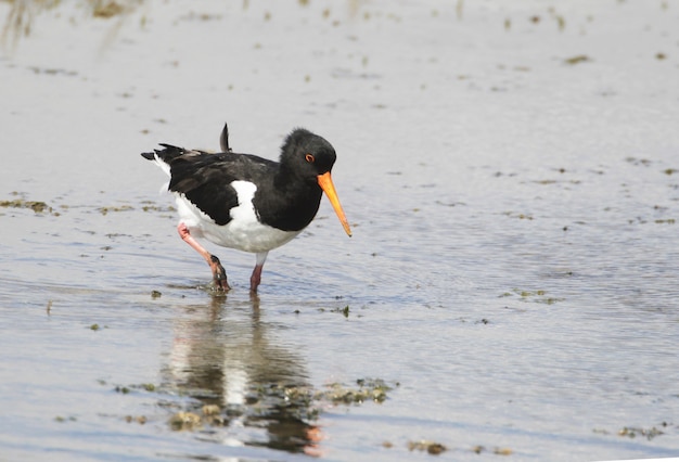 Free photo oystercatcher searching for food in the lake on a blurred surface