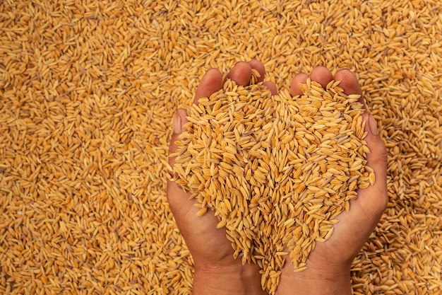 Paddy in the hands of men with a paddy .