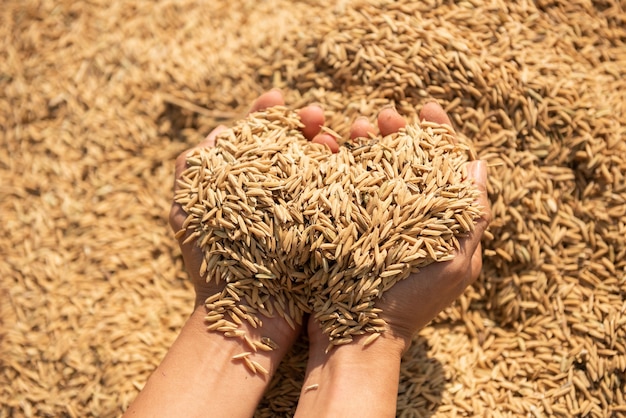 Paddy in harvest,The golden yellow paddy in hand, Farmer carrying paddy on hand, Rice.