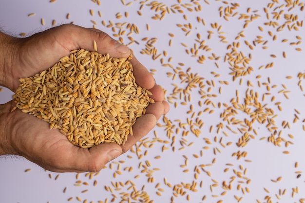 Paddy that is placed in the hand with a white .