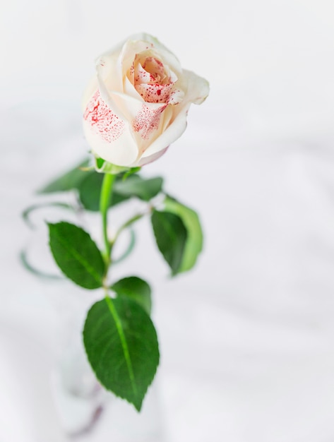 Painted white rose standing on light table