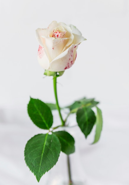 Painted white rose standing on table