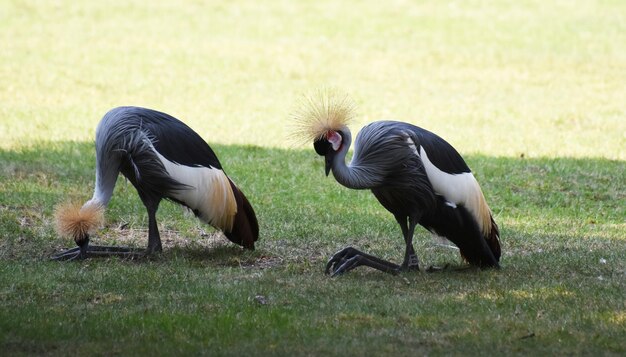 Pair of Crowned Cranes Close to the Ground