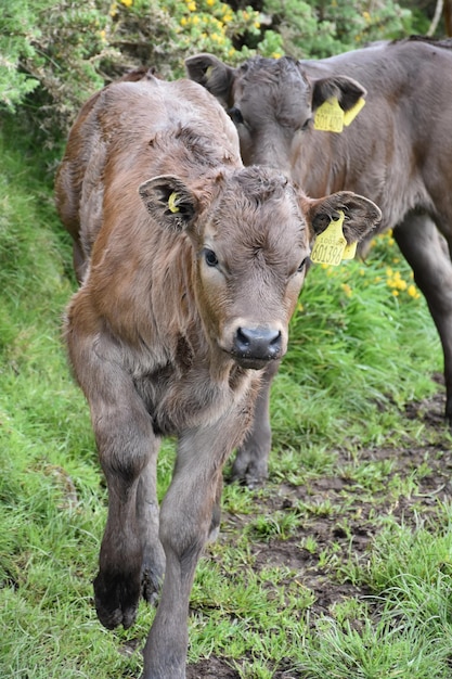 Pair of Dark Brown Calves Walking in Mud